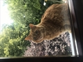 Felix