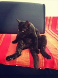 Molko
