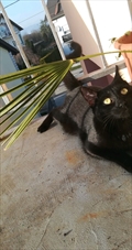 Missy/Crna