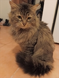 Yoda