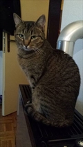 Nala