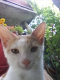 Nelson