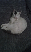 Faust