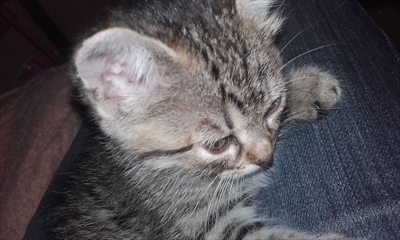 Mia