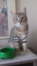 Micek