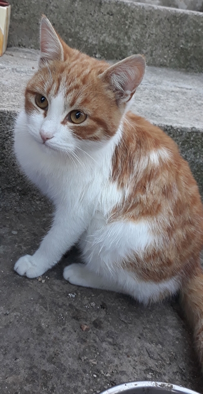 Freddie