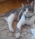 Mican