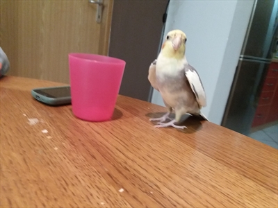 Kiwi