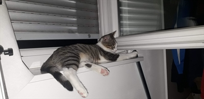 Mirko