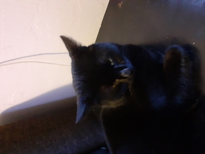 Bleki