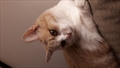 Megi