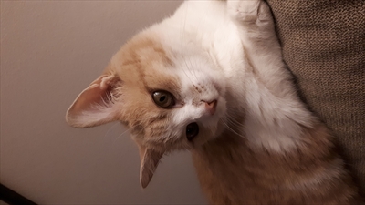 Megi