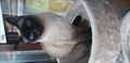 Kika