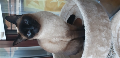 Kika