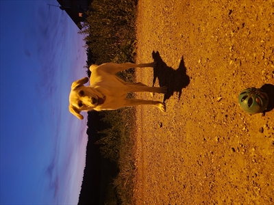 Aša