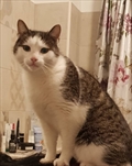 Oscar