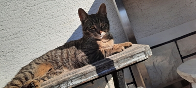 Micko