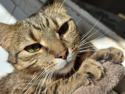 Tobi