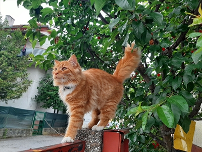 Neko