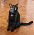Gato