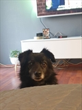 Blacky