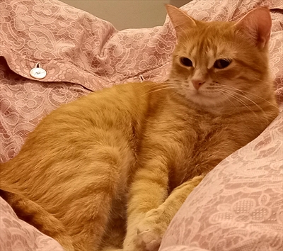 Megi