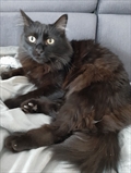 Cici
