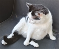 Kiti