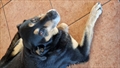Bobi