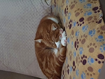 Miško