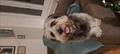 Dan