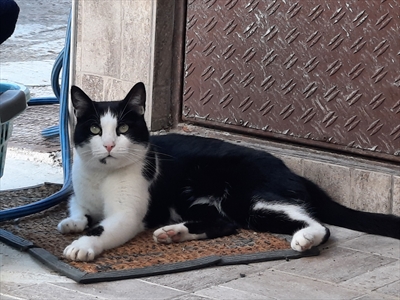 Diki