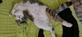 PUFE, PUFICA 