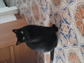 Nala