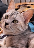 Tili