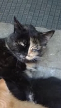 Mica