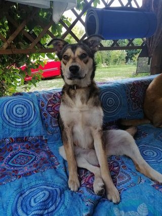 Mara