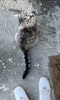 Ari