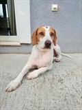 Fleka