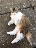 Mili