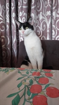 Lily