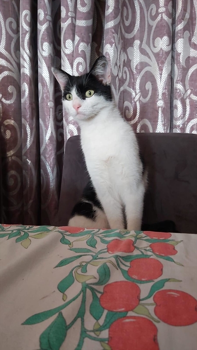 Lily