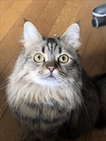 Mau 