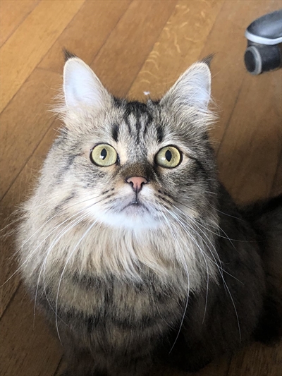 Mau 