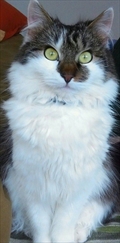 Ivo
