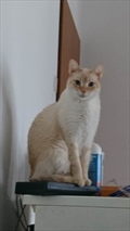 Jax