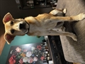 Floki