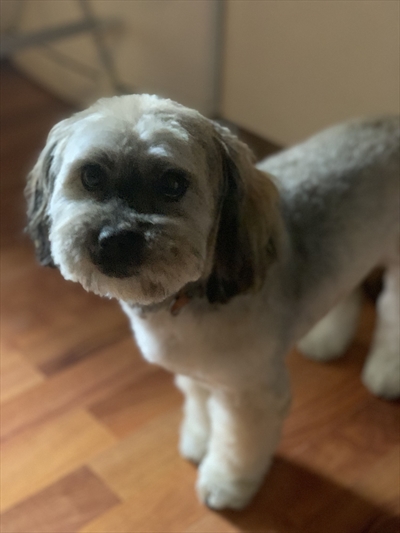 Lili