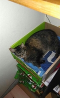 Zuzu