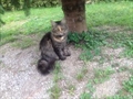 Keti